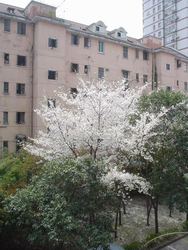 shanghaiyinghua1.jpg